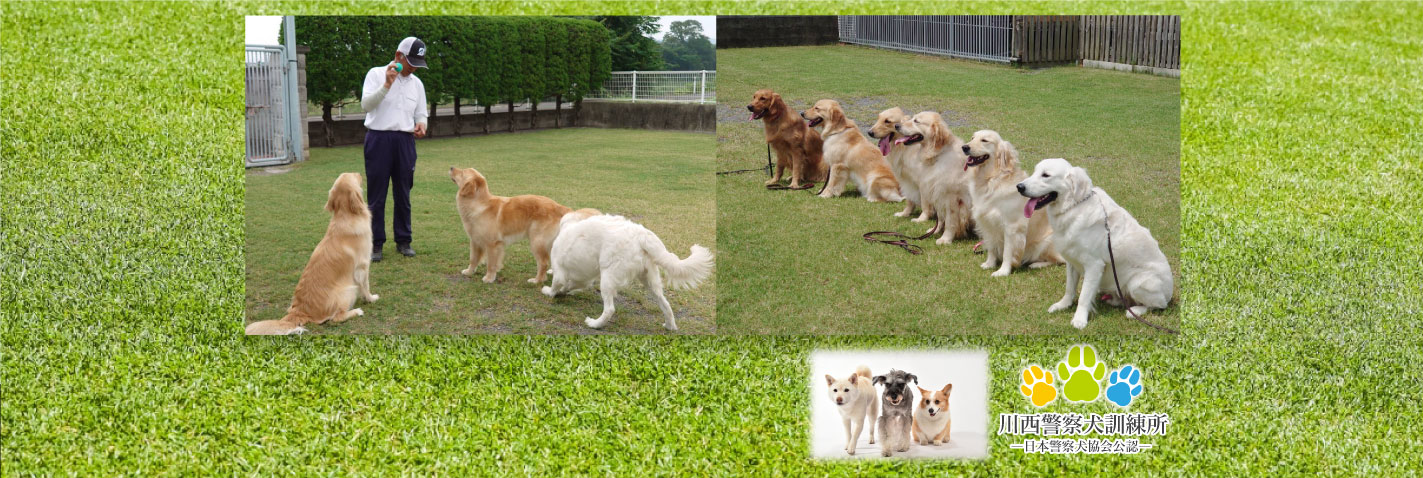 しつけから競技会・警察犬養成等、親切丁寧な指導を心がけて訓練します ご安心して愛犬をお預けください 川西警察犬訓練所―日本警察犬協会公認―